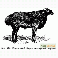 Продам гиссарского барана