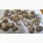 Продам озимый чеснок - Дюшес