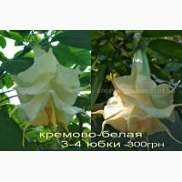 Продам укорененные черенки бругмансии: простые и махровые, разные цвета