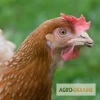 Продам яйця курячі інкубаційні породи Мастер, Редбро, Голошийка і Гріз Барр