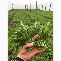 Оптовая продажа зелени укроп, петрушка