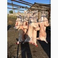Продам тушки баранчиков