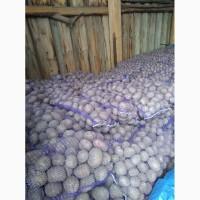 Продам товарный картофель хорошего качества объем 20-25тт