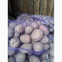 Продам товарный картофель хорошего качества объем 20-25тт