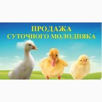 Молодняк птиці (суточні та підрощенні)