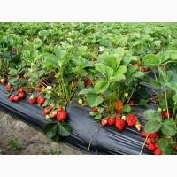 Продам элитные саженцы клубники сорта Мармолада
