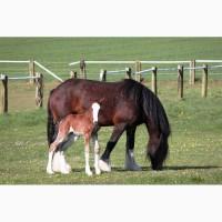 Продам жеребец породы Шайр