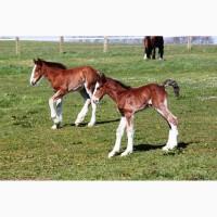 Продам жеребец породы Шайр