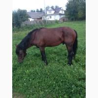 Продам коня