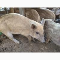 Продам поросят мангал