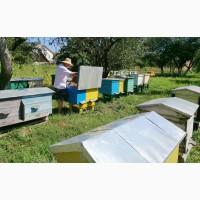 Продам бджолопакети