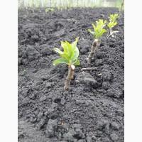 Продам саджанці сливи з приватного розсадника. ОПТ