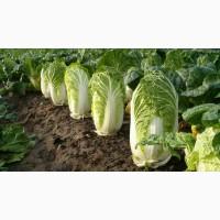 Продам Пекинскую капусту СРОЧНО