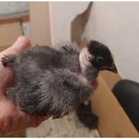 Цыплята голошейки суточные.(Венгрия)