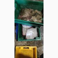 Продам Калкан свежый есть опт и розница