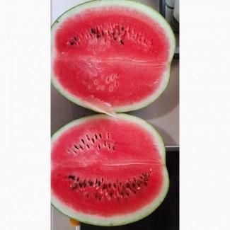 Арбузы Бостана, Каравел, Селини