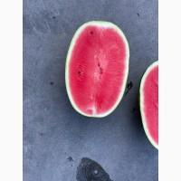 Арбузы Бостана, Каравел, Селини