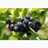 Продам АРОНІЮ ( Чорноплодна рябіна )