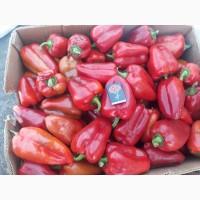 Продам красный перец ВИКТОРИЯ