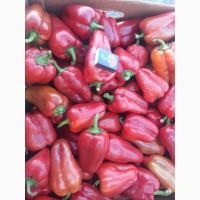 Продам красный перец ВИКТОРИЯ