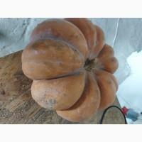 Продам тыкву ромашку