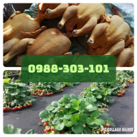 Бройлер домашній