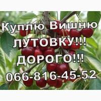 Закуповую вишню оптом!Високі ціни! Великим і дрібним оптом