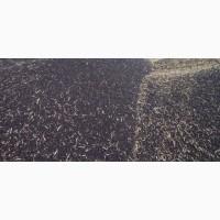 Заголовок:Срочно продаєм і виробляєм Рапс/Ріпак Оптом від виробника