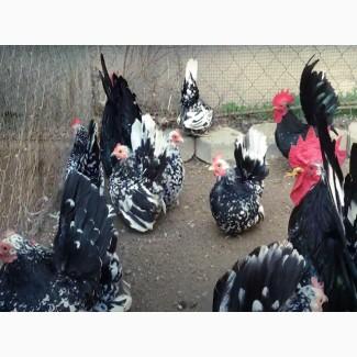 Яйце на інкубацію від породистих курей. Шабо мармуровий, спліш, лимон