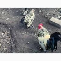 Яйце на інкубацію від породистих курей. Шабо мармуровий, спліш, лимон