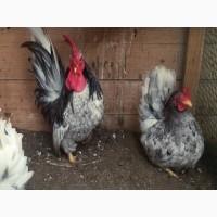 Яйце на інкубацію від породистих курей. Шабо мармуровий, спліш, лимон