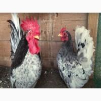 Яйце на інкубацію від породистих курей. Шабо мармуровий, спліш, лимон