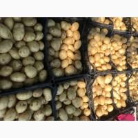 Продам картоплю тільки рівьєра