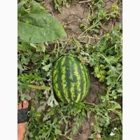 Продам кавун в тернополі