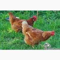 Продам курочку молодка ломан браун