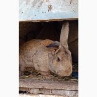 Продам кролів.Самиці Сірий велетень 9м, до6кг.Самки змішані.Самці простяки