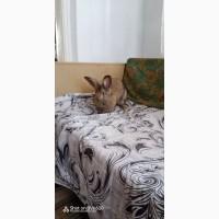 Продам кролів.Самиці Сірий велетень 9м, до6кг.Самки змішані.Самці простяки