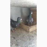 Продам голуби німецькі виставочні