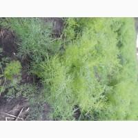 Продам укроп свіжий