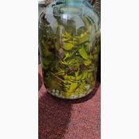 Продам настоянку омели