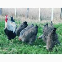 Яйце для інкубації, курчата, Плімутрок куріпчастий, темний, синій