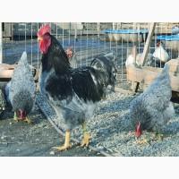 Яйце для інкубації, курчата, Плімутрок куріпчастий, темний, синій