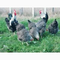 Яйце для інкубації, курчата, Плімутрок куріпчастий, темний, синій