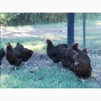 Яйце для інкубації, курчата, Плімутрок куріпчастий, темний, синій