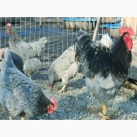 Яйце для інкубації, курчата, Плімутрок куріпчастий, темний, синій