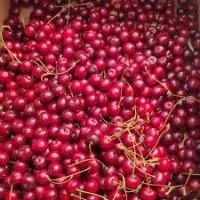 Вишня гуртом 2025 від населення | Поставка на концентрат | Від 10 тонн
