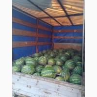 Продам кавун сорту талисман та каристан