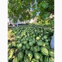 Продам кавуни, сорт Продюсер