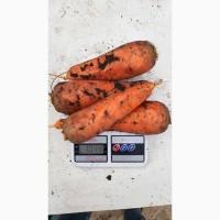 Продам моркву гібрид болівар