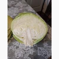 Продам капусту Агресор на переробку